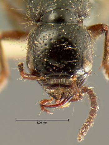 Media type: image;   Entomology 7312 Aspect: head dorsal view